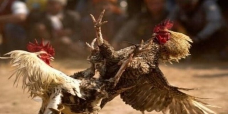 CK44 Sabong Guide For Online Cockfighting Platform 3 Responsible participation in CK44 Sabong