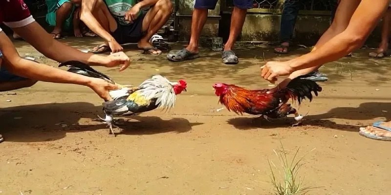 CK44 Sabong Guide For Online Cockfighting Platform 2 Technology used in CK44 Sabong platform